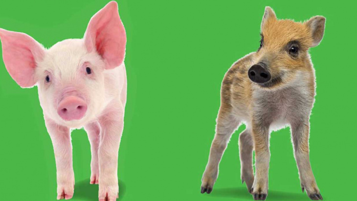 Peste porcine - recommandations aux promeneurs