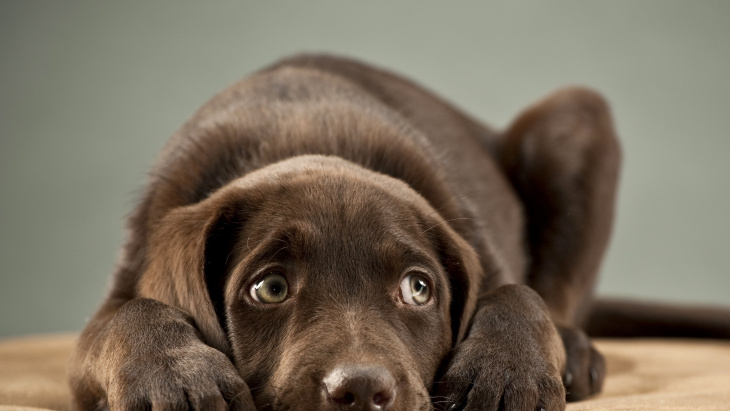 En vacances avec votre animal de compagnie