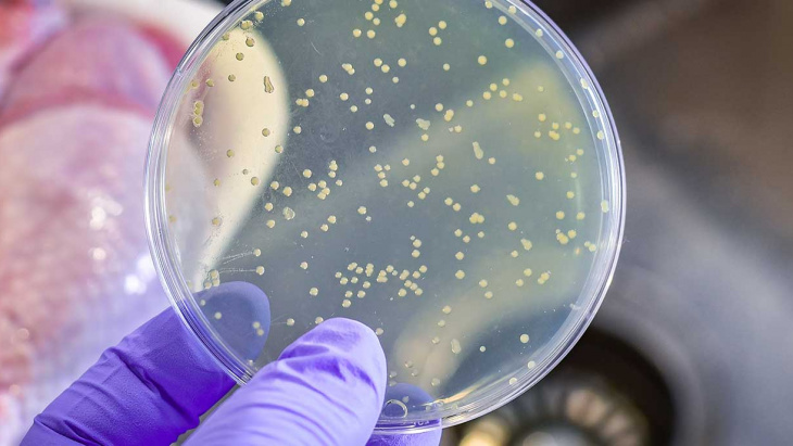 Listériose : mesures de protection insuffisantes contre les agents pathogènes