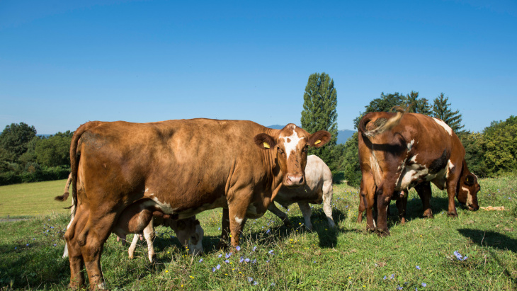 Illustration de vaches