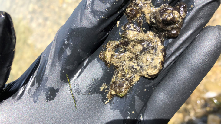 Cyanobactéries observées au niveau du lac de Neuchâtel (DGE-BIODIV Vaud 2020)