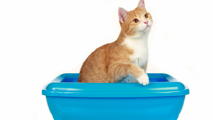 Litière végétale pour votre chat