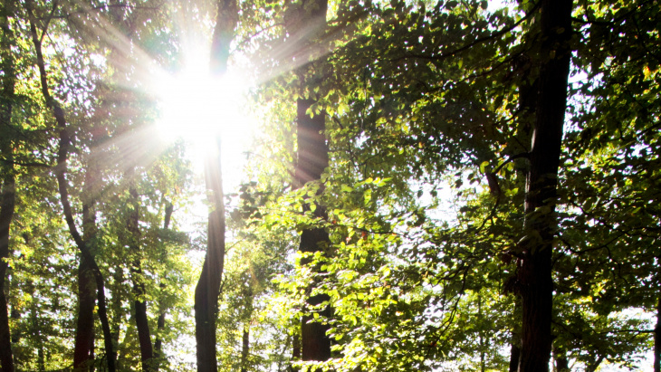 Soleil dans les arbres - Bois de la Bâtie