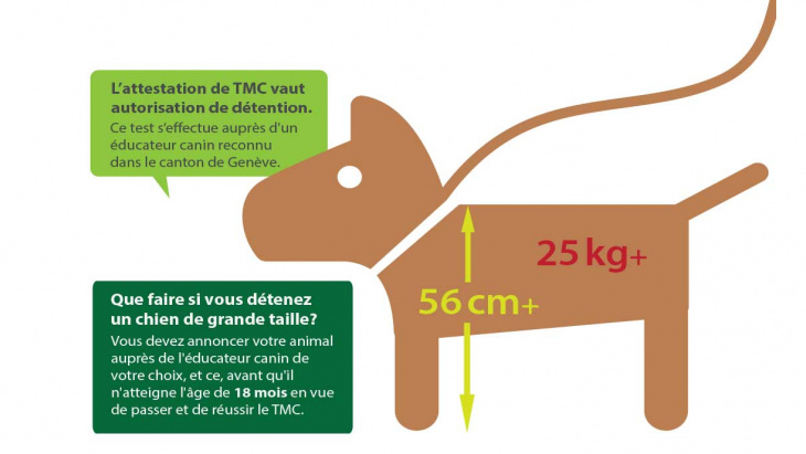TMC obligatoire pour les chiens de grande taille