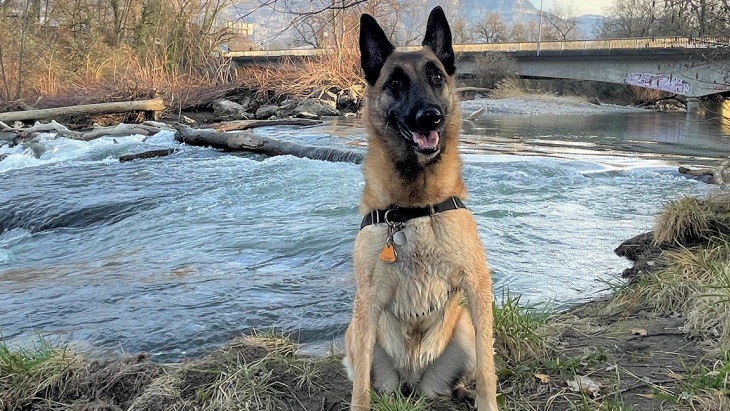 Médaille pour chien 2023