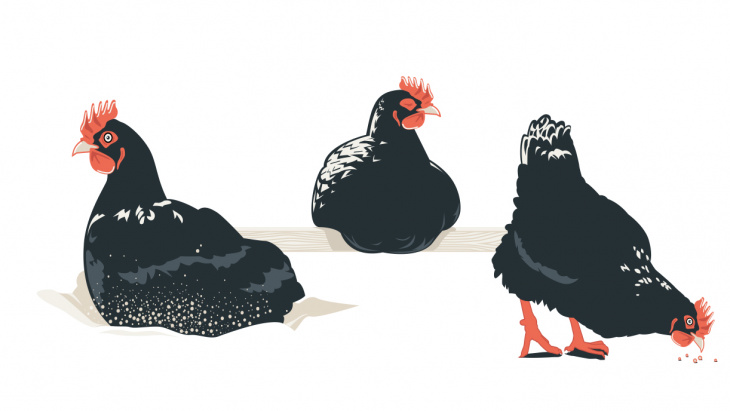 Lancement d'une campagne pour veiller au bien-être des poules chez les particuliers