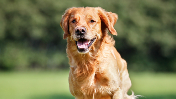 Modification de la loi sur les chiens