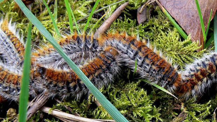 C'est le printemps. Attention aux chenilles processionnaires !