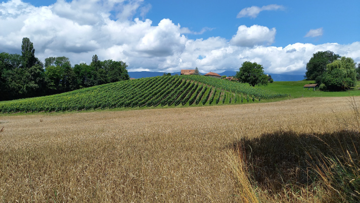 Champ de blé avec une vigne et des fermes en arrière-plan