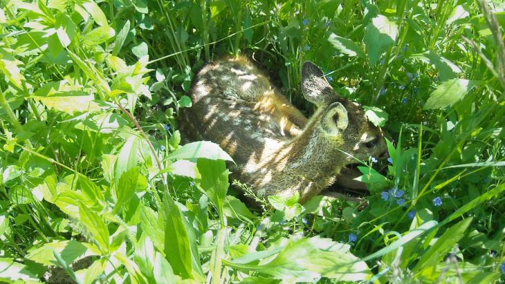 Petit du chevreuil, le faon ©OCAN