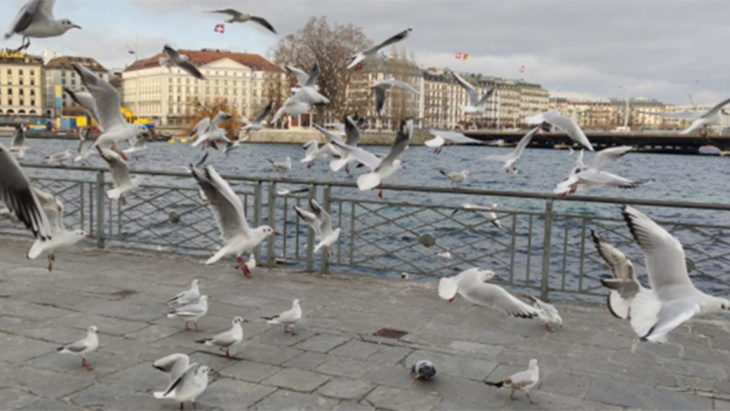 Mesures locales en Suisse contre la grippe aviaire