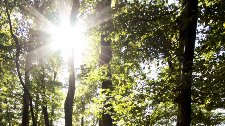 Forêt et soleil estival