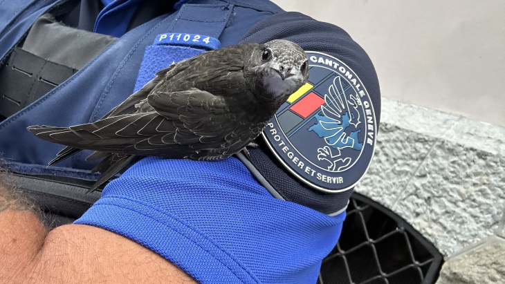 oiseau et gendarme