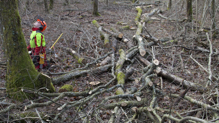 Entretiens forestiers à Genève