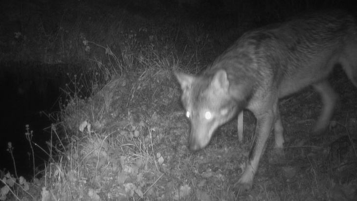 Loup photographié dans les Bois de Jussy en décembre 2023