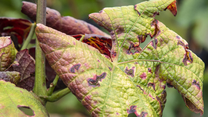 ©Agroscope_CaroleParodi_viti_flavescence_sympt.-sur-feuilles-7985