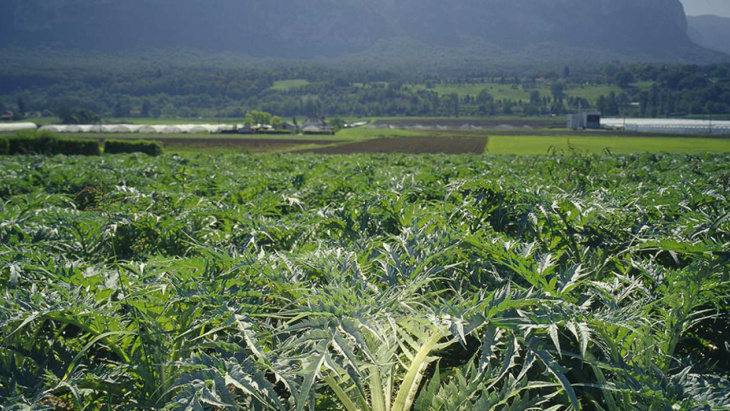 Cardon épineux genevois