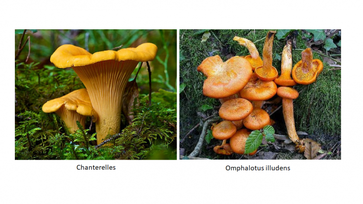 Chanterelles versus Omphalotus illudens