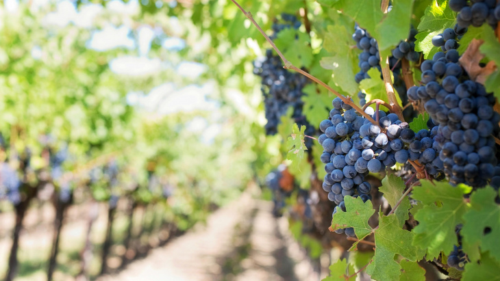 Image d'une vigne, avec les grappes de raisins