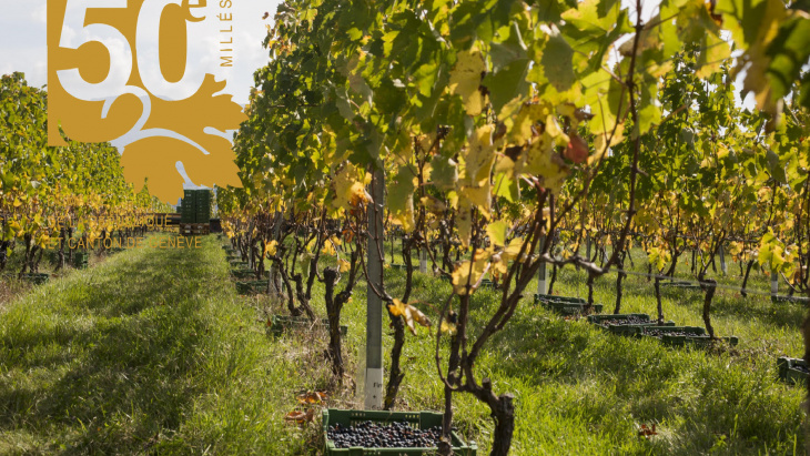 Vigne du domaine de la République et canton de Genève