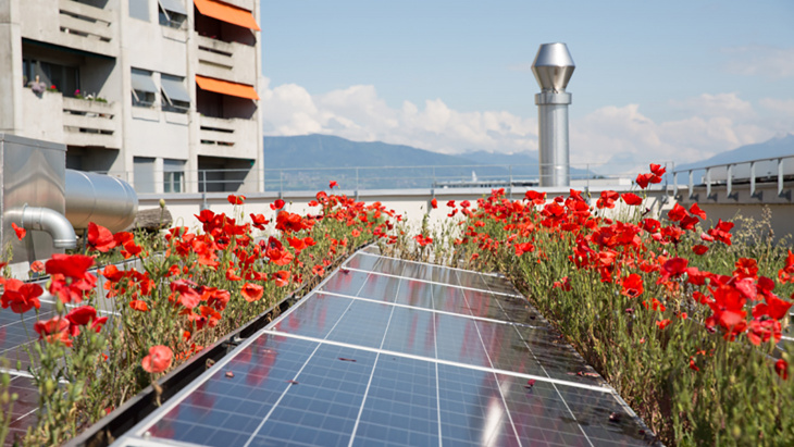 Toiture végétalisée à Genève