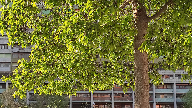 Arbres genevois devant un bâtiment