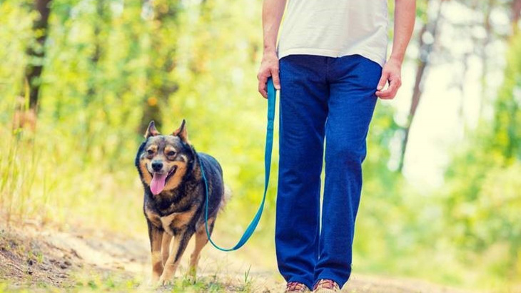 Les chiens doivent être tenus en laisse en forêt entre le 1er avril et le 15 juillet