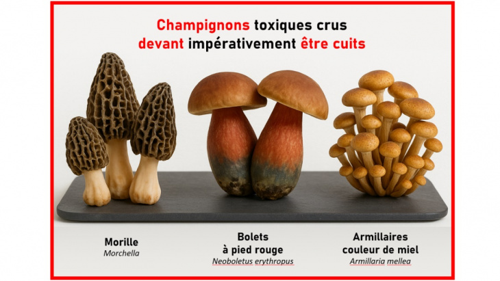 Champignons crus toxiques
