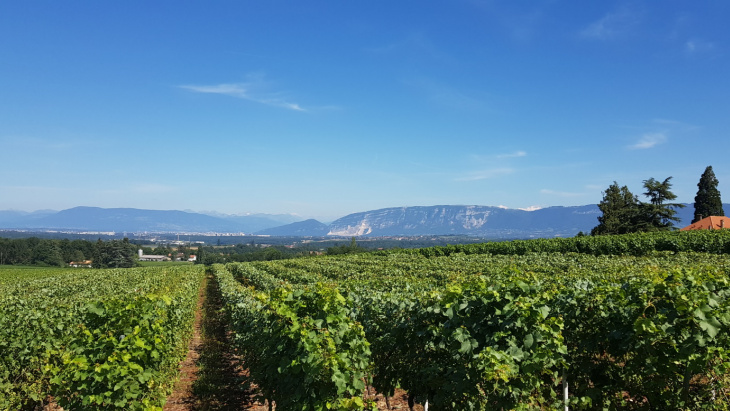 Vignes de la campagne genevoise avec vue sur le Salève