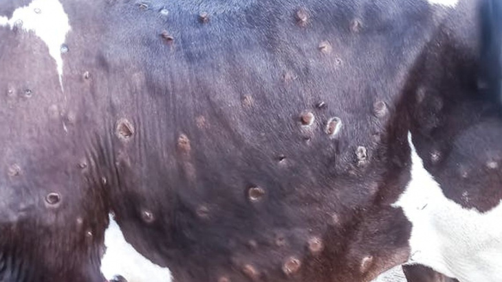 Dermatose nodulaire contagieuse - exemple