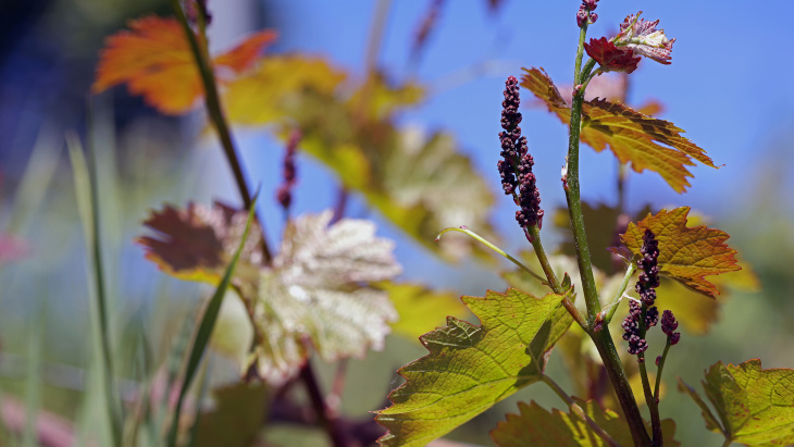 Illustration de la vigne au printemps