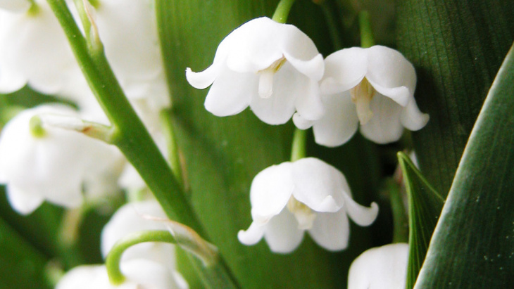 Fermeture de l'accueil de l'AFC le 1er mai