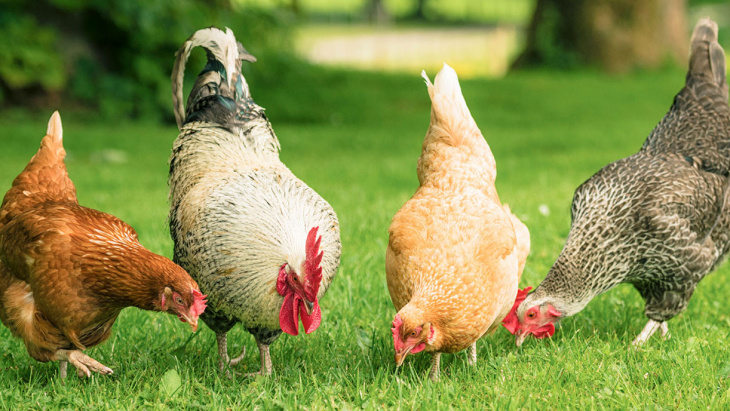 Levée des mesures de prévention de la propagation de l'influenza aviaire