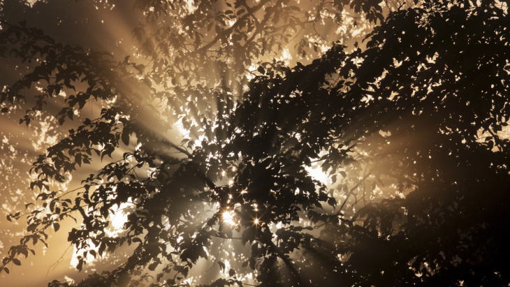 Rayons de soleil traversant du feuillage en forêt