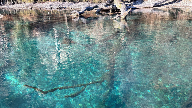 Bois mort immergé dans la Rhône