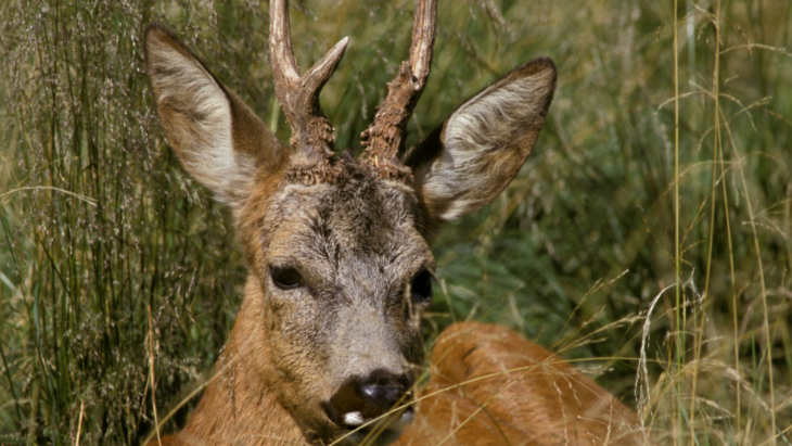 brocard dans les bois