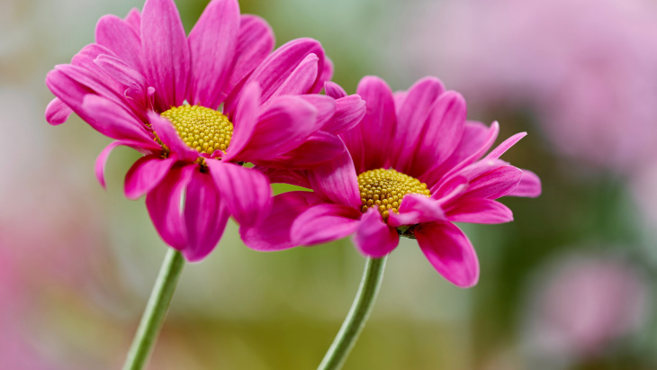 Deux fleurs roses sur fond flou 