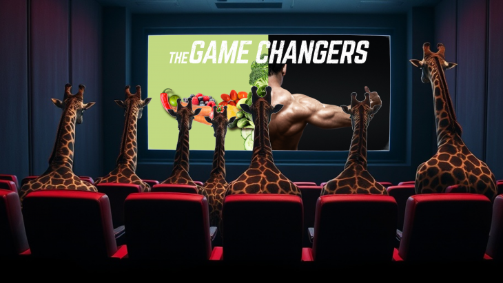 Girafes assistant à la projection d'un documentaire