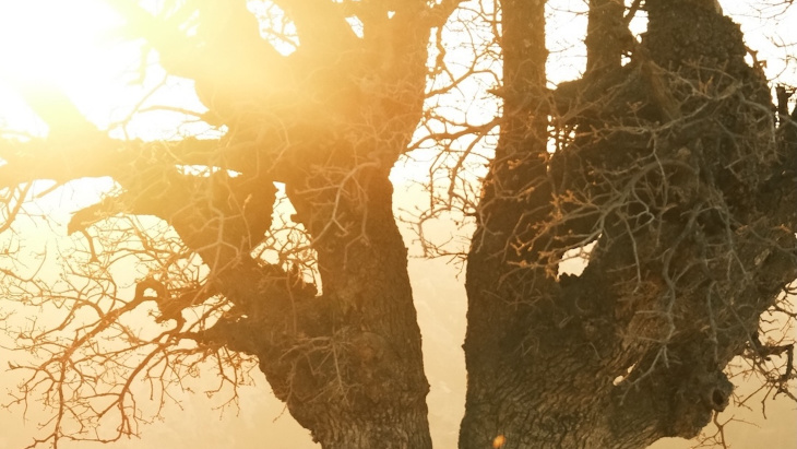 Un arbre avec les rayons d'un coucher de soleil passant au travers de ses branches