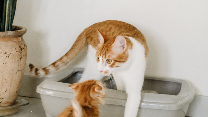 Sensibilisation pour l'utilisation d'une litière végétale pour chat