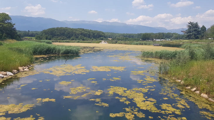 Lac des Vernes, Meyrin