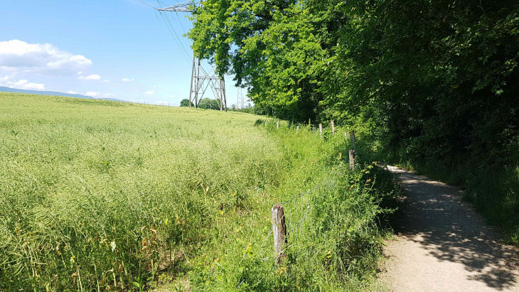 Chemin en lisière du cordon boisé qui entoure le Nant d'Avril