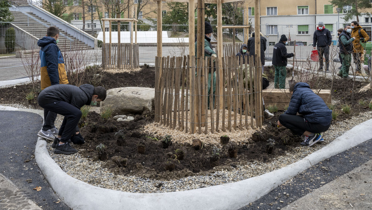 Plantation dans le préau Sécheron © JohannesMarburg