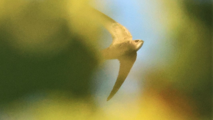 Martinet pâle derrière le feuillage