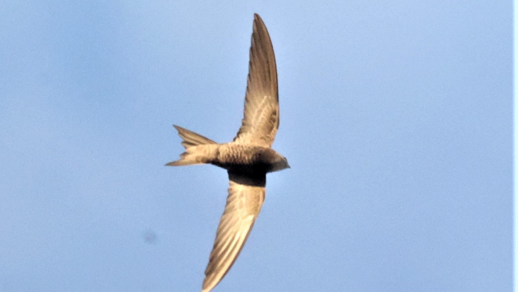 Martinet pâle