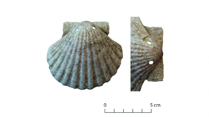 Coquille Saint-Jacques retrouvée dans une tombe de l’ancien Prieuré de Satigny, au niveau de la cage thoracique du défunt.
