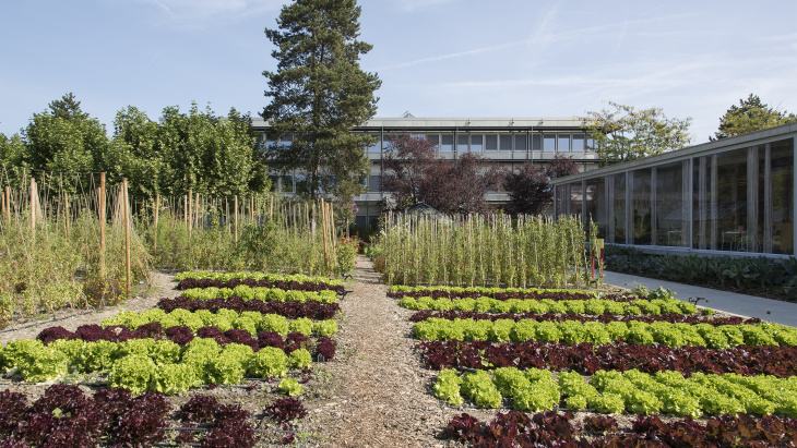 Des potagers à la ZIMEYSAVER © Hélène Maria