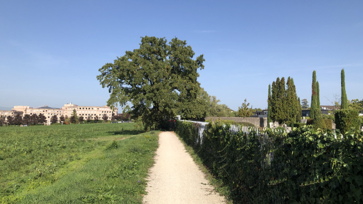 Chemin bordant le cimetière et arbres conservés par le projet (photo : Christian Exquis)