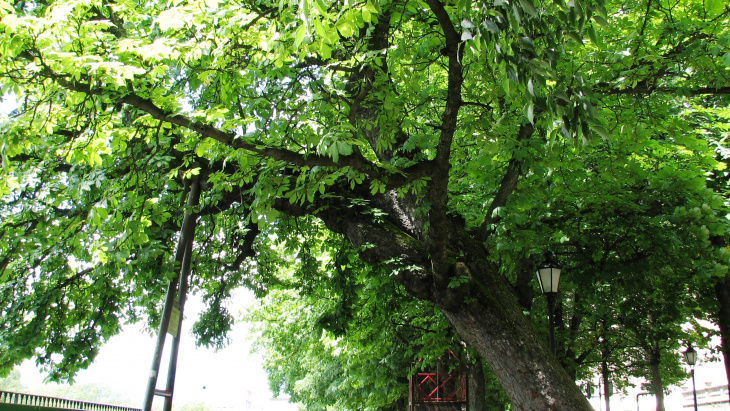 Tradition botanique: vue de l'ancien marronnier officiel sur la Promenade de la Treille (2011), photo © Secrétariat général Grand Conseil